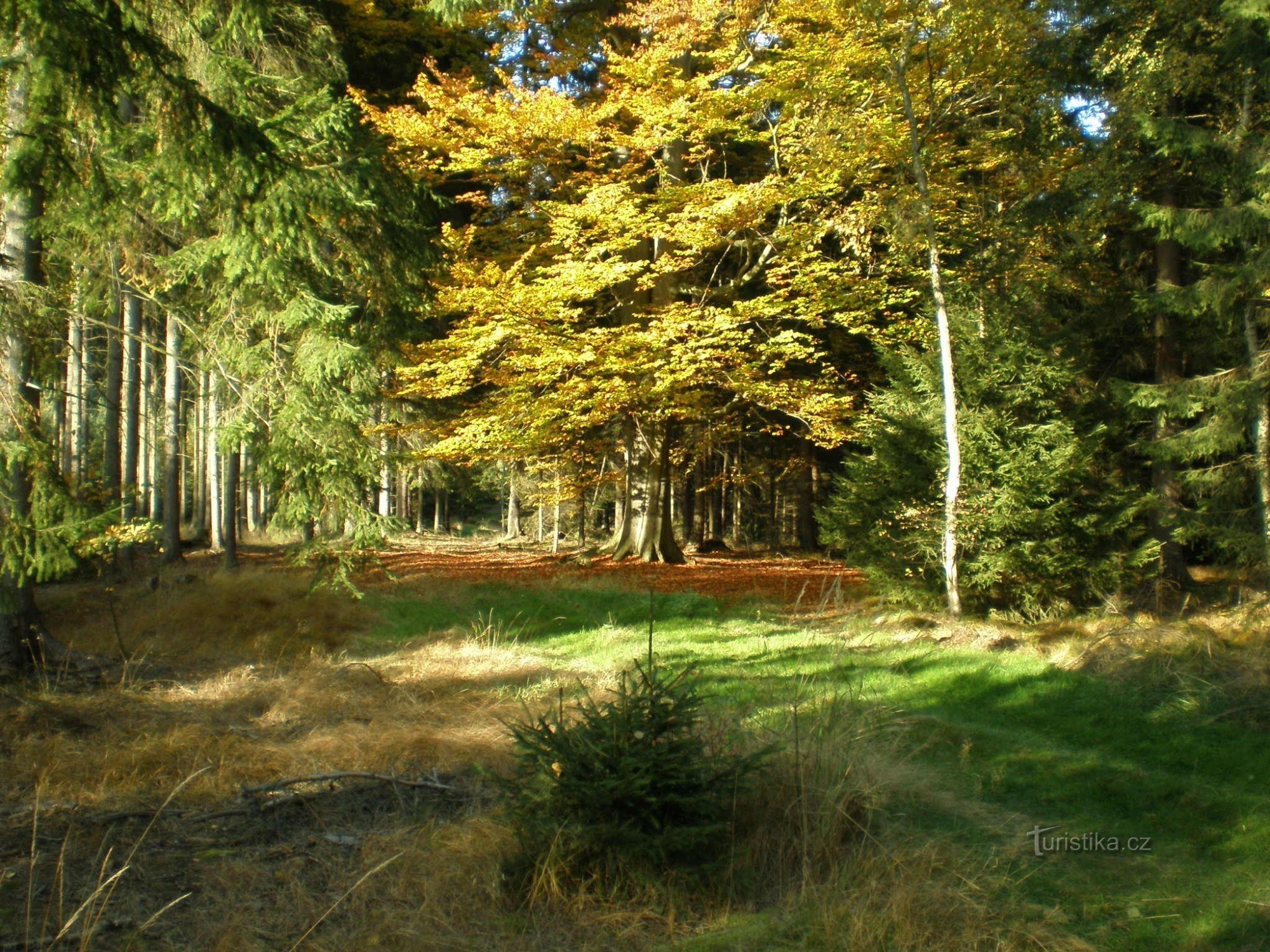 Forêts de Křivoklátsk