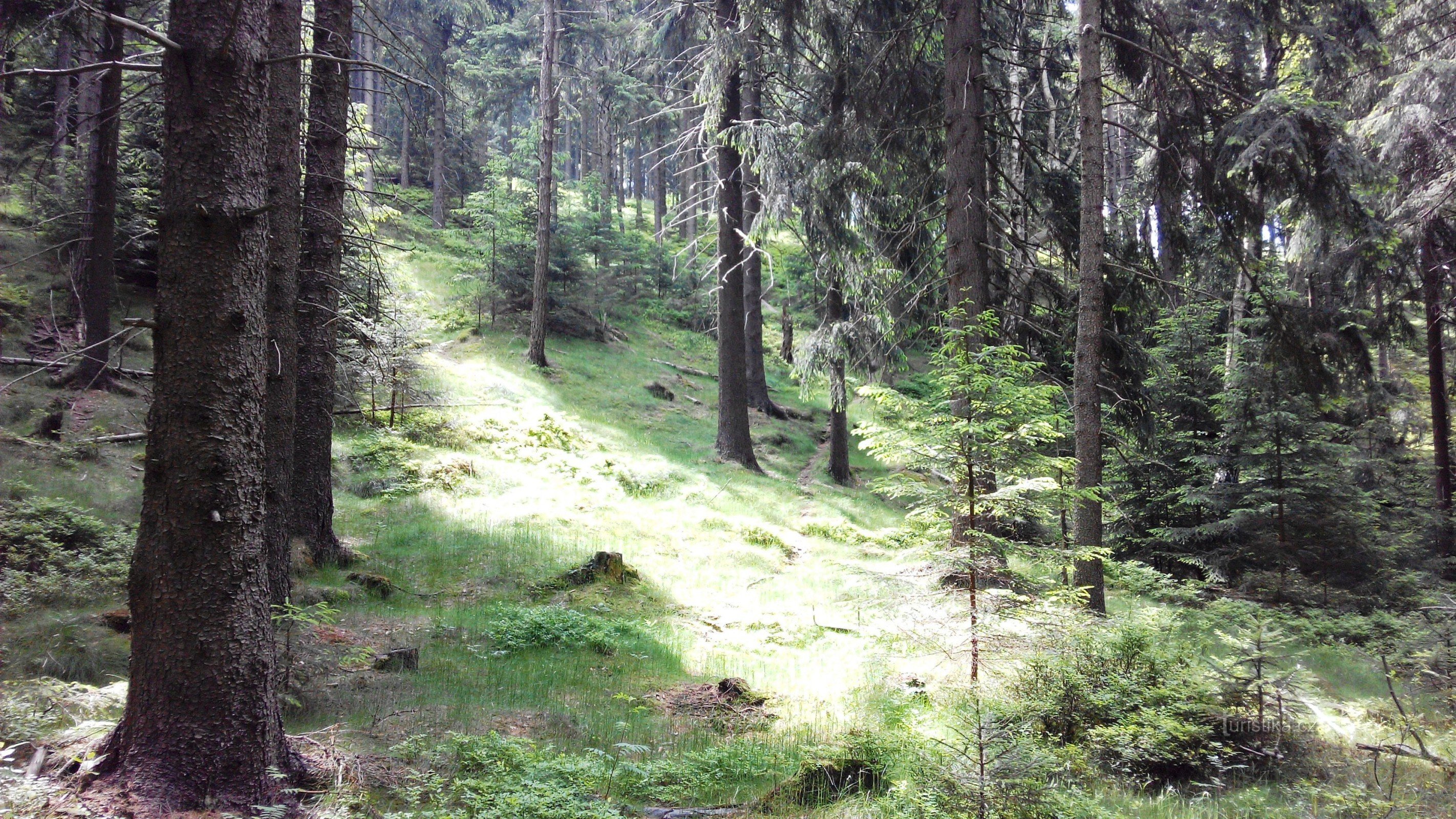 skogarna i Lusatian Mountains