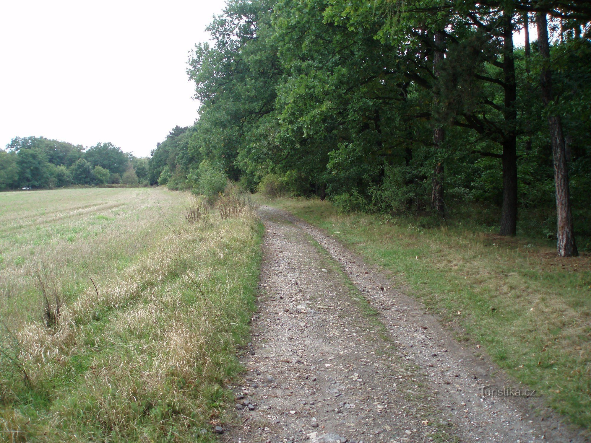 Wälder auf Ostrovec