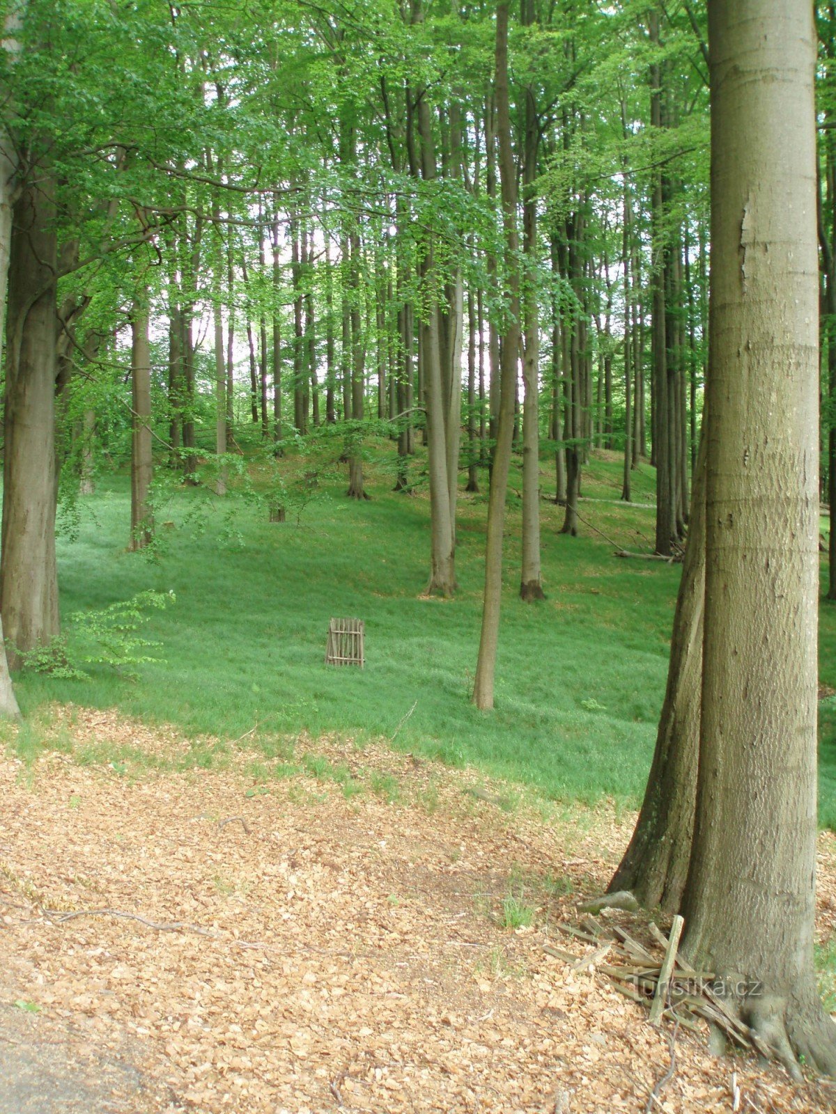 Wälder auf dem Weg nach Pohovka