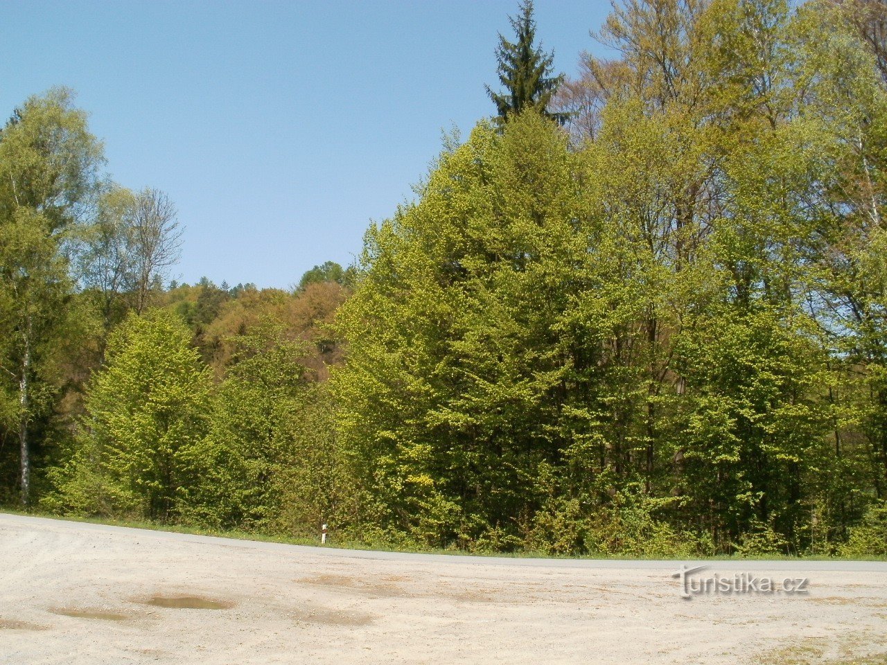 Bosques en los alrededores