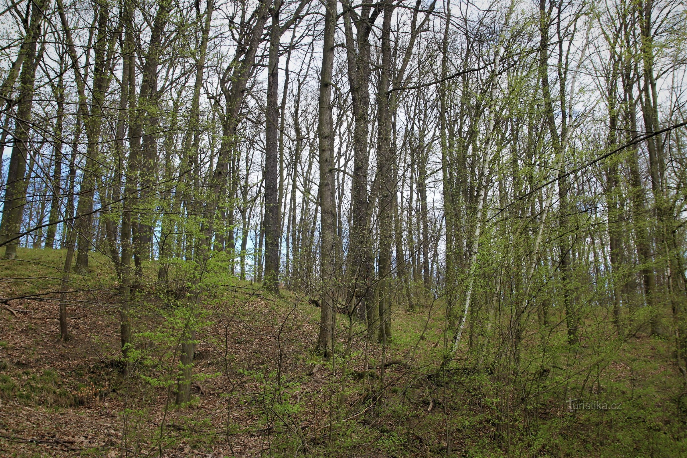 Wald um die Kreuzung