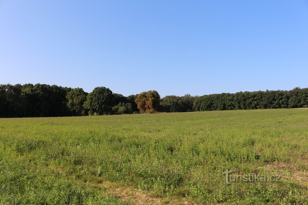 Bossen rond het dorp