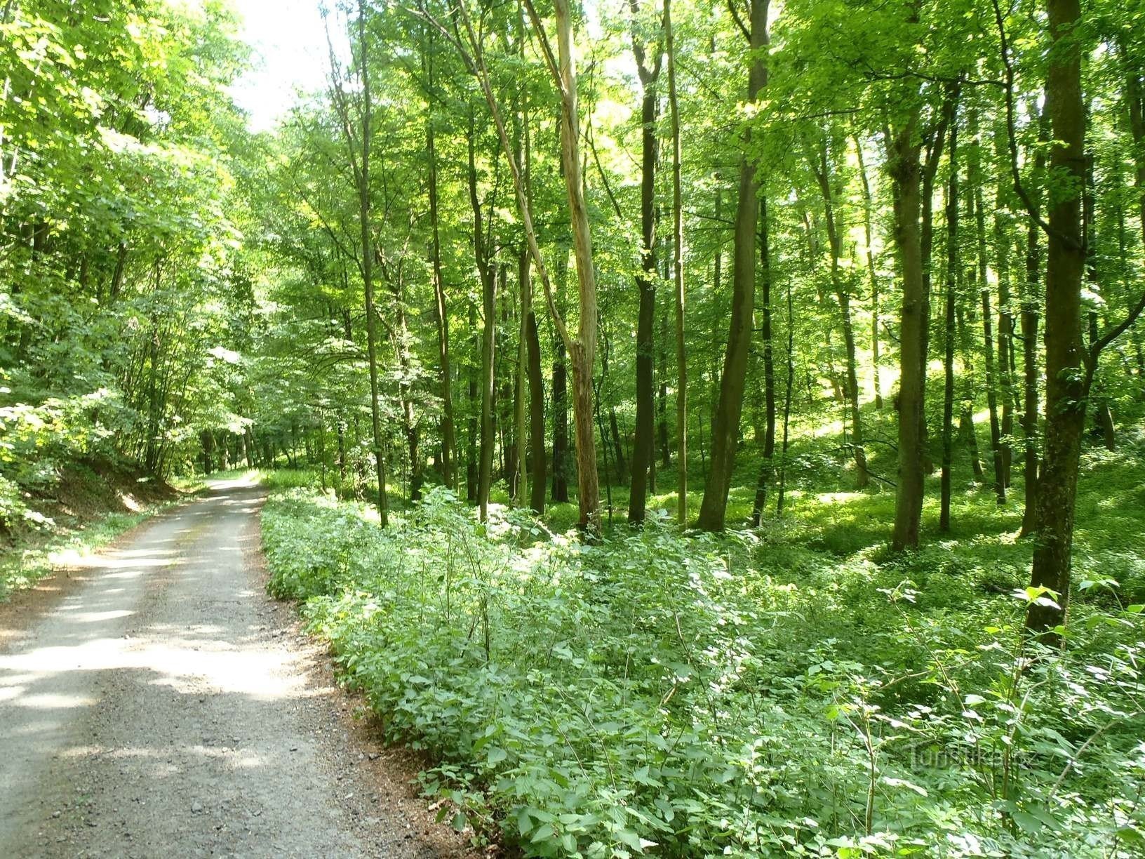 Bossen op weg naar het kruispunt U Kříže - 27.5.2012