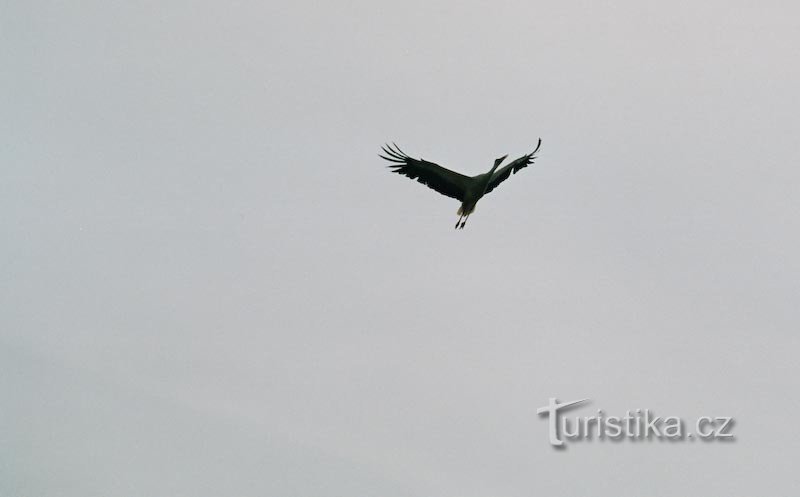 stork flight