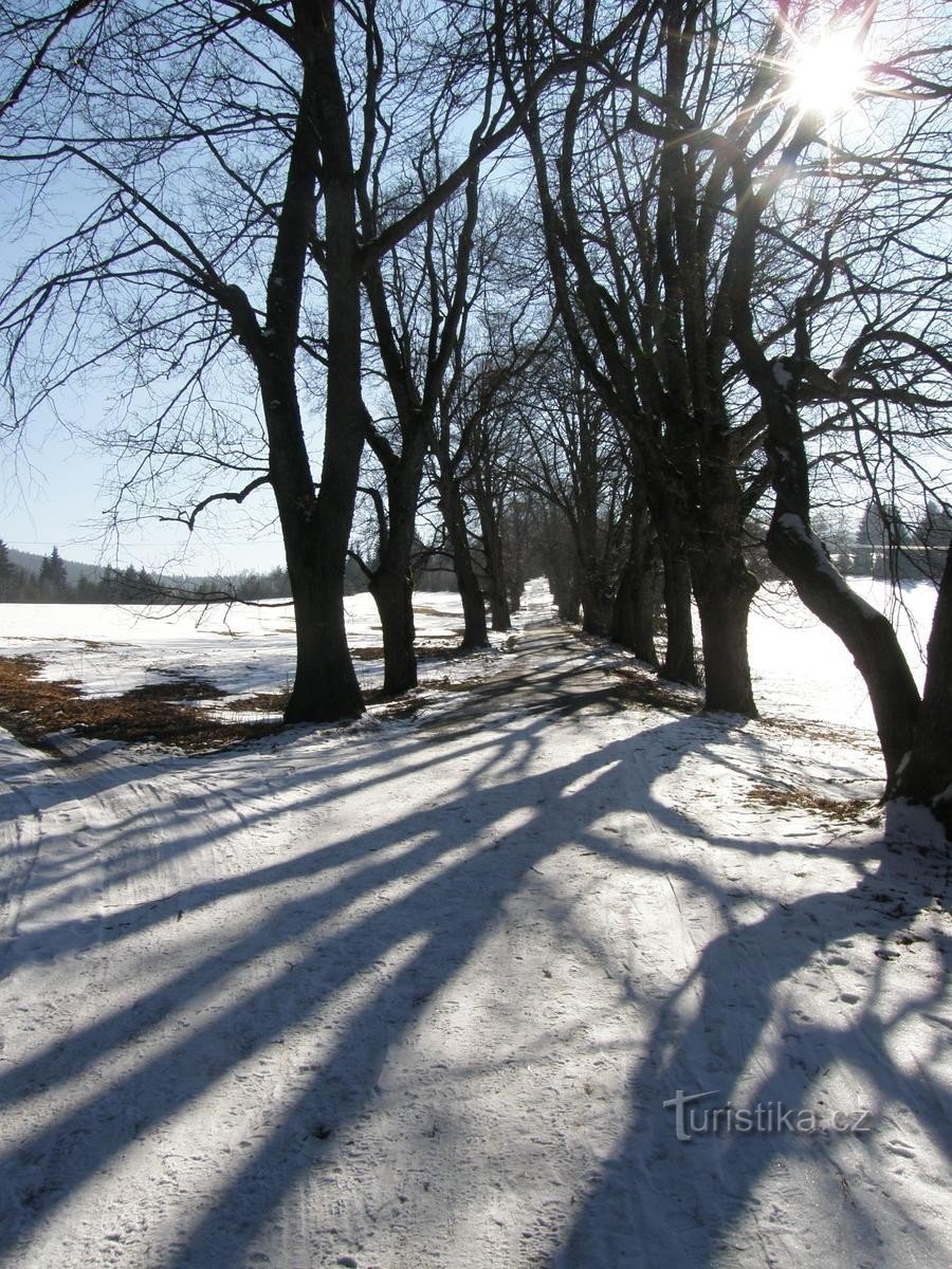 Árvores antigas alinham o caminho para a capela Hůreka