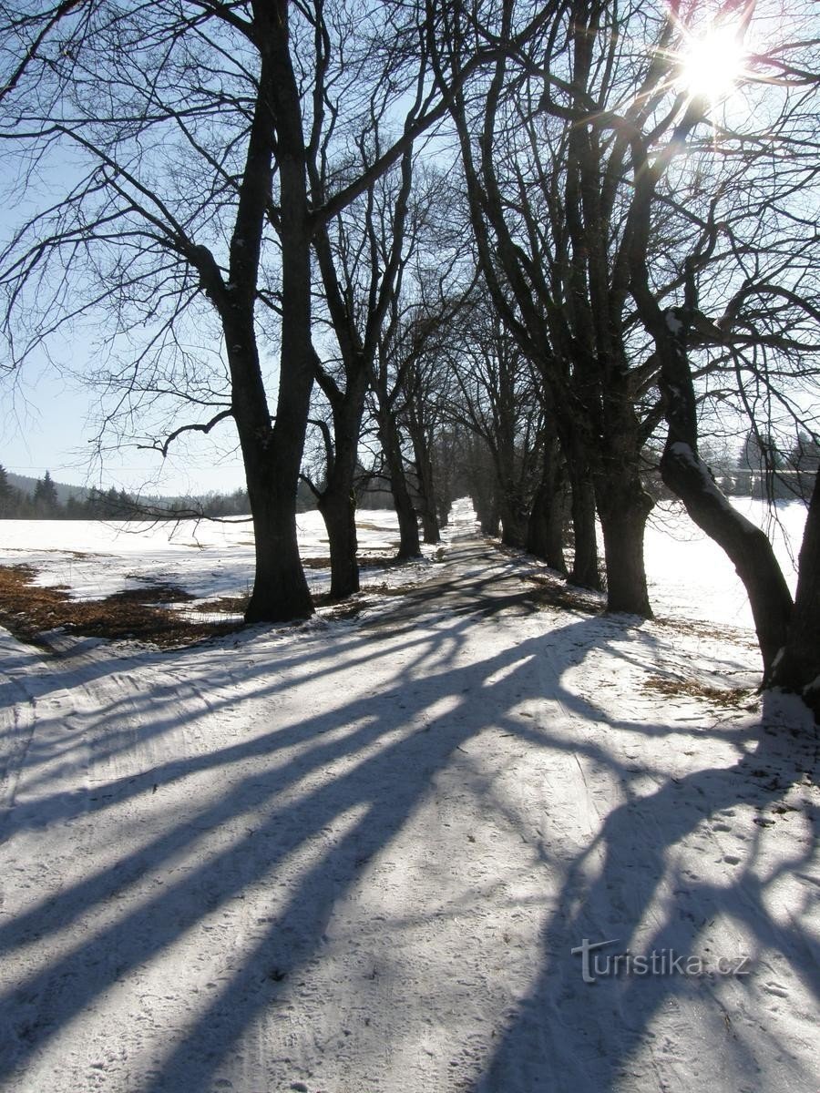 Des arbres séculaires bordent le chemin menant à la chapelle Hůreka