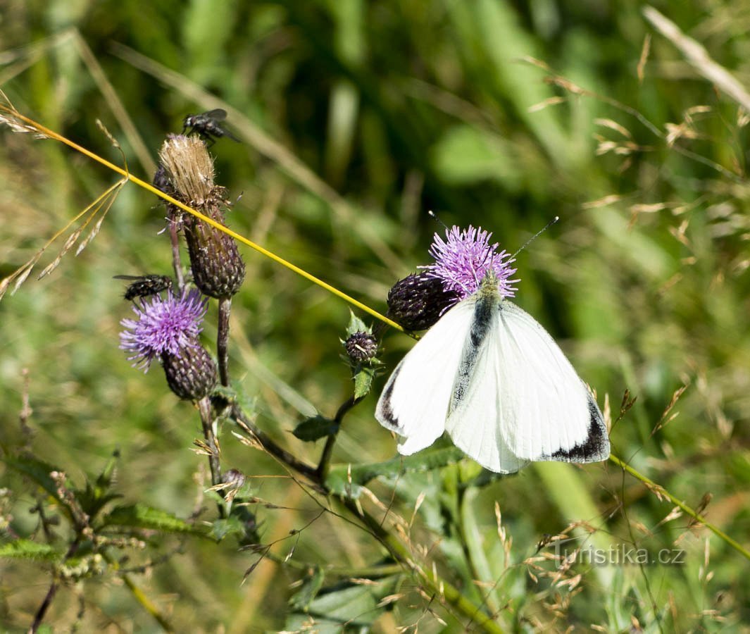 Insectos de verano