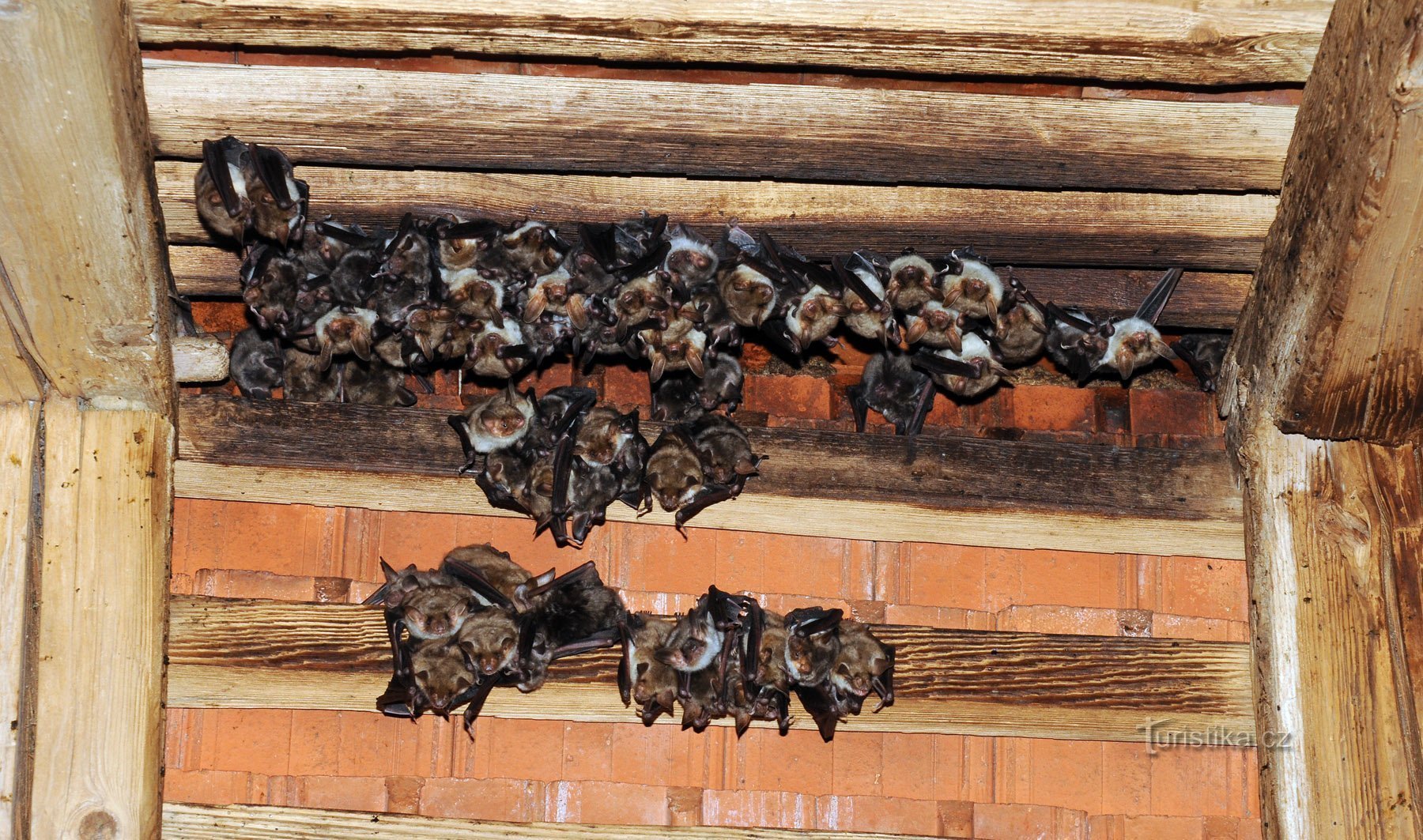 letní kolonie netopýra velkého