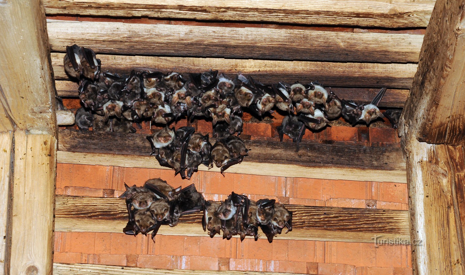 summer colony of the big bat