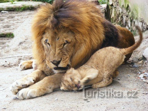 Lion Kristián with his daughter, ZOO Dvorce