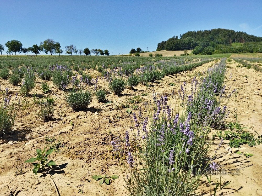 Lavendelfarm Bezděkov nær Úsov