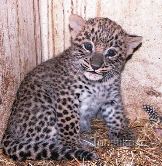 leopardo