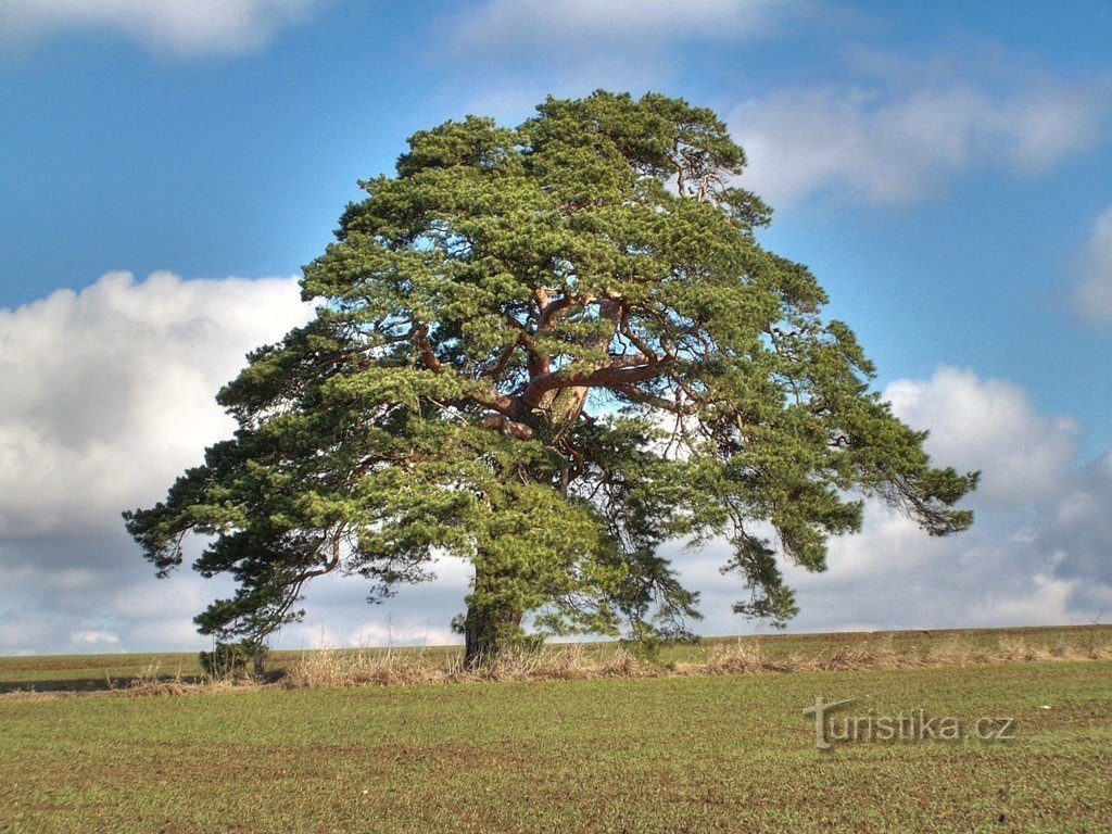 Libanese den (foto gebruikt van de website van de stad Libanon, http://www.mestoliban.cz/)