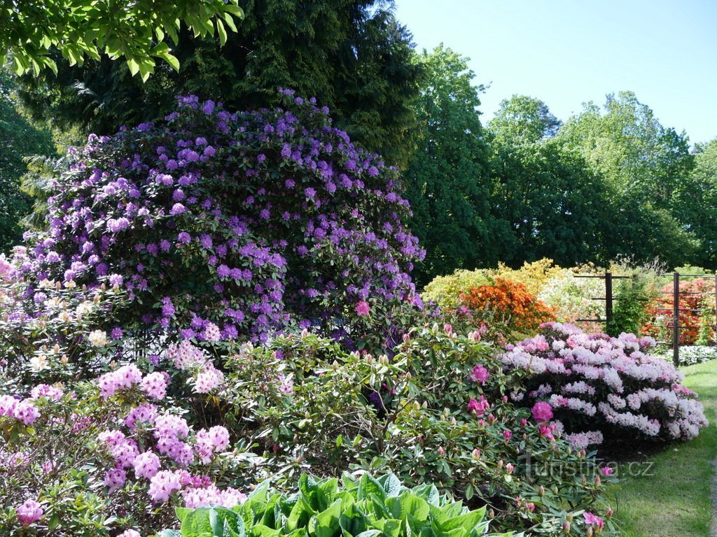 Liberecká botanická zahrady, skupina pěnišníků