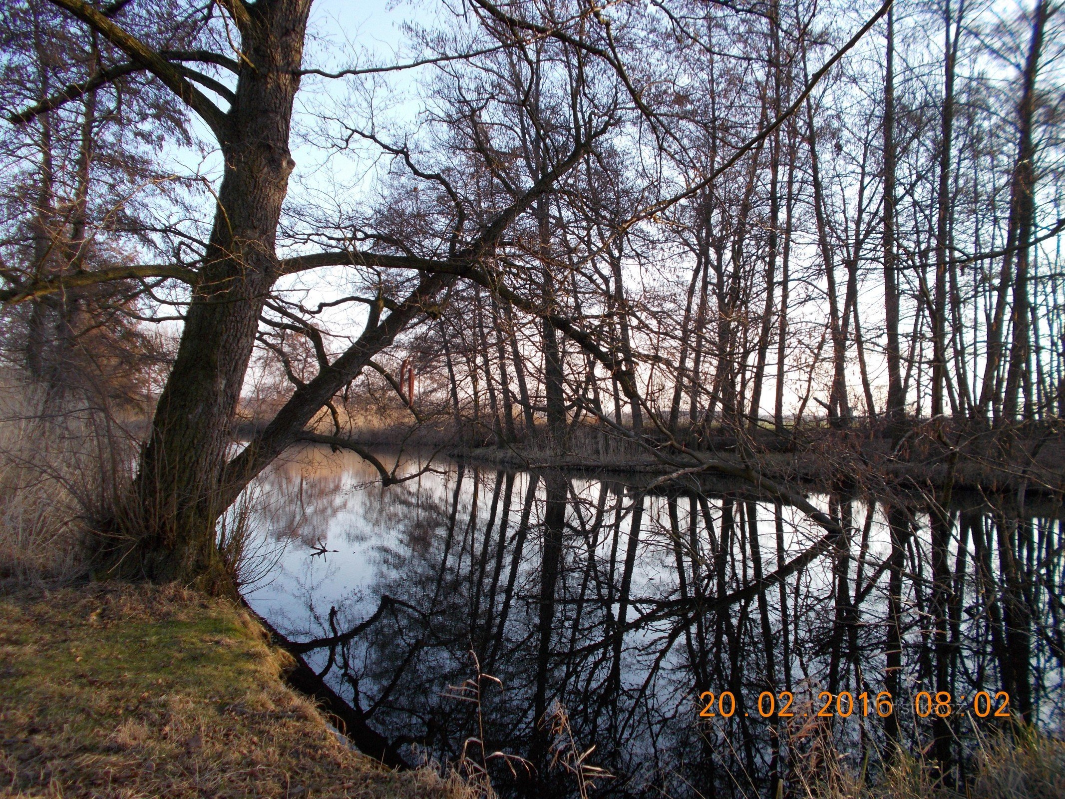 Libyscher Schnaps