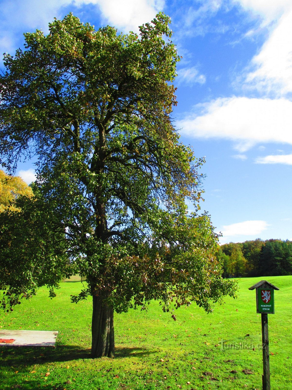 Lidice päronträd