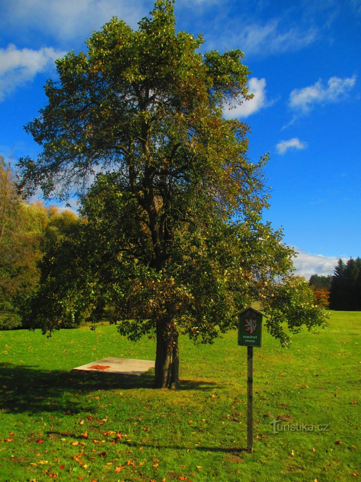 Lidice pear tree