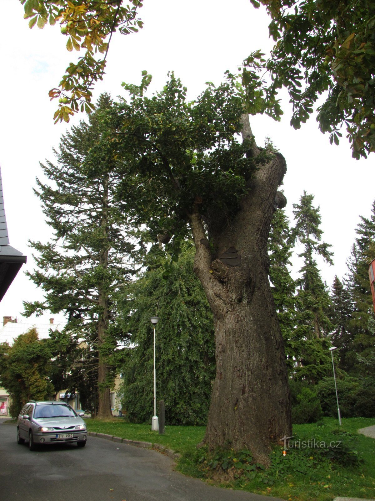 Lípa J. A. Komenského, památný strom v Rýmařově