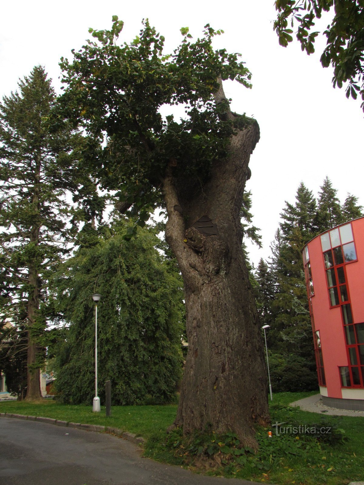 Linde von JA Komenský, ein Gedenkbaum in Rýmařov