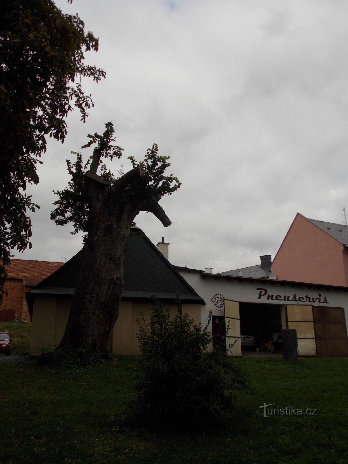 Tilo de JA Komenský, un árbol conmemorativo en Rýmařov