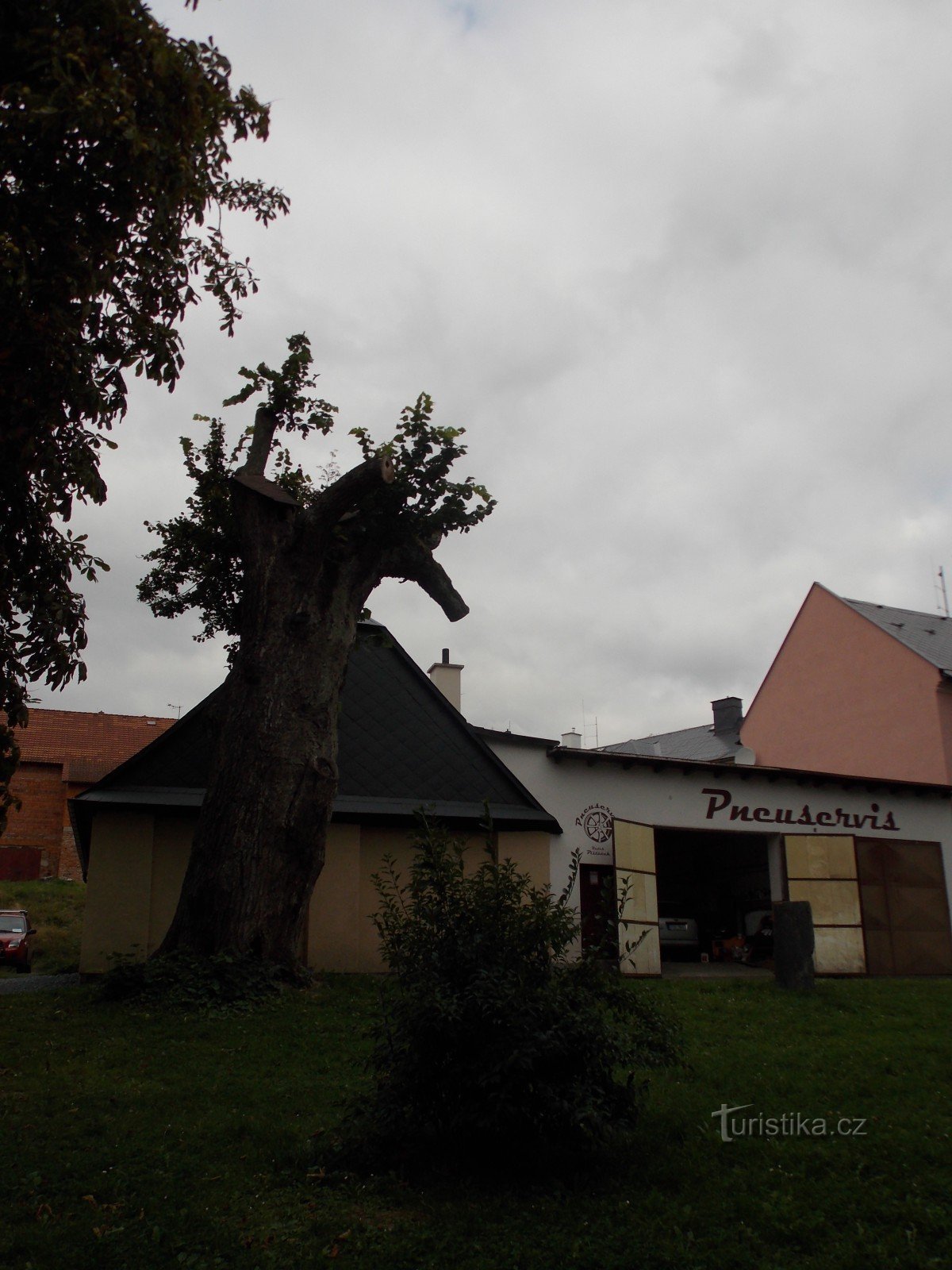 Linden van JA Komenský, een gedenkboom in Rýmařov