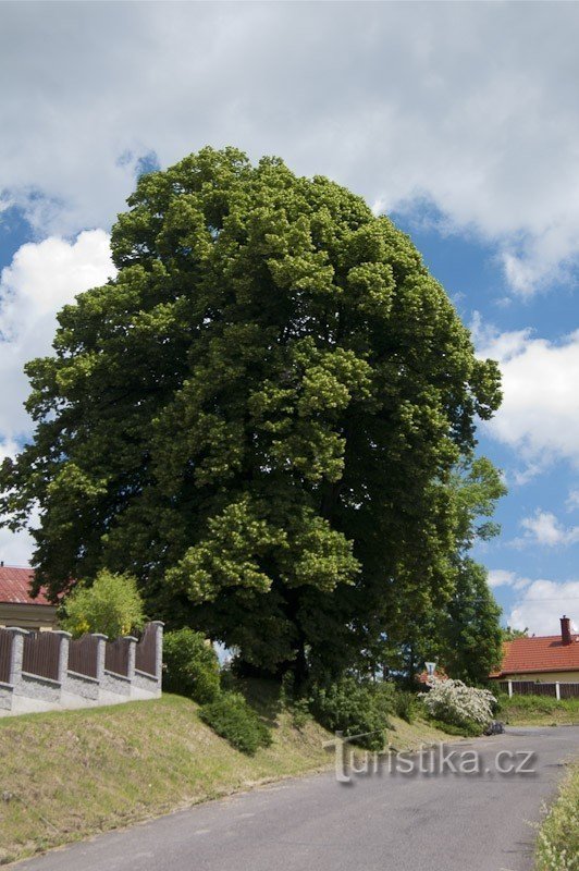 Lípa Jan Jiskry iz Brandýsa