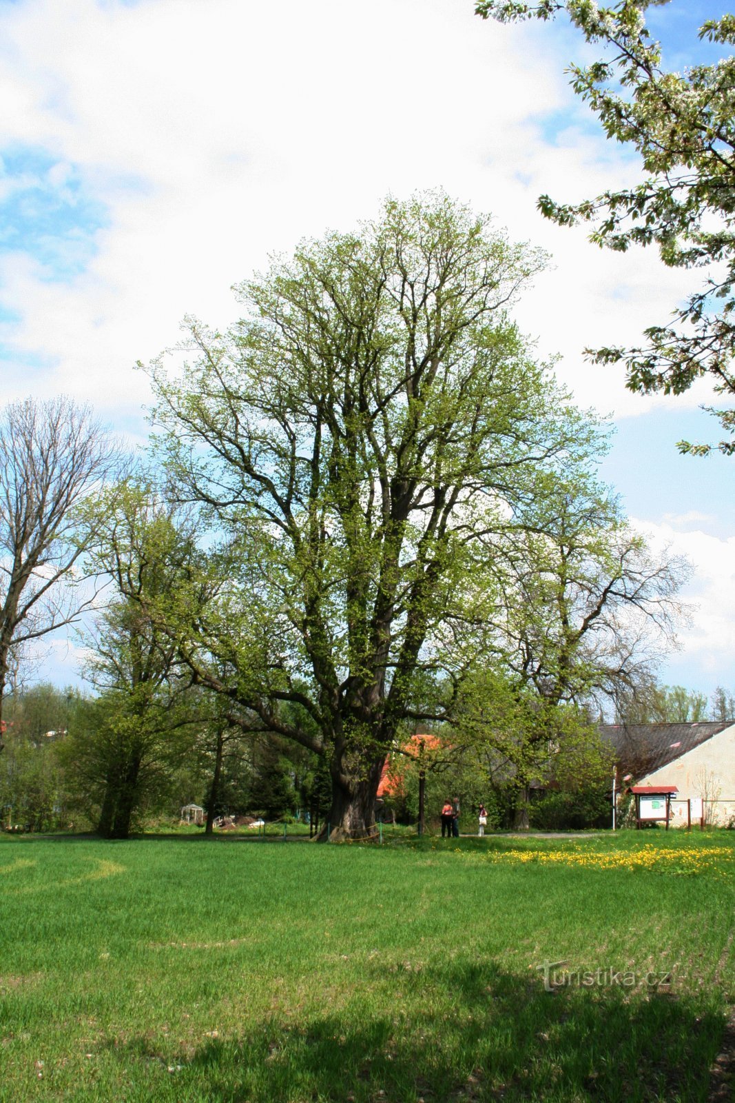 Linden tree de Johanka de Rožmitál no início do beco