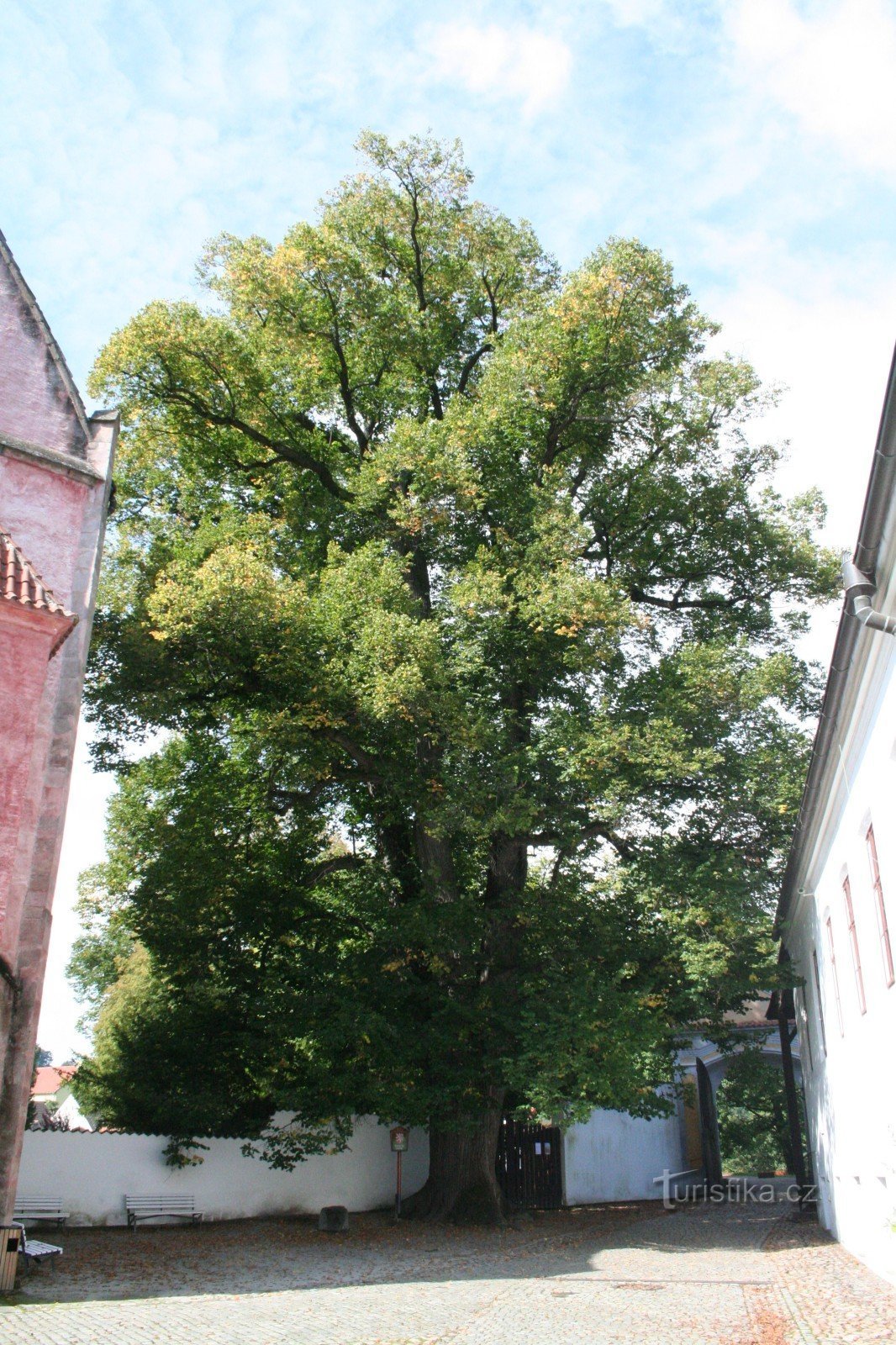 Capuchin Linden