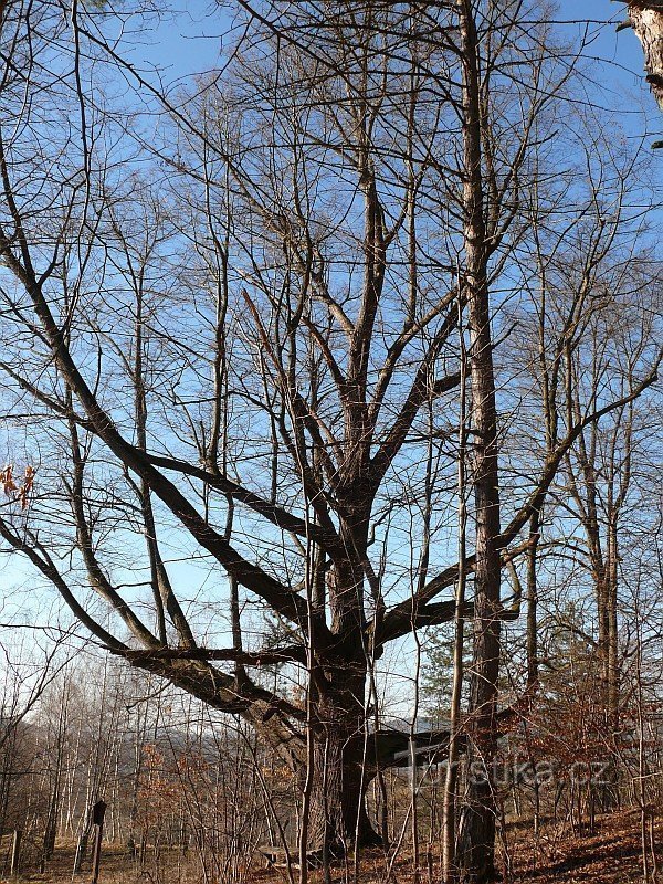 The linden tree has a rather atypically shaped crown.