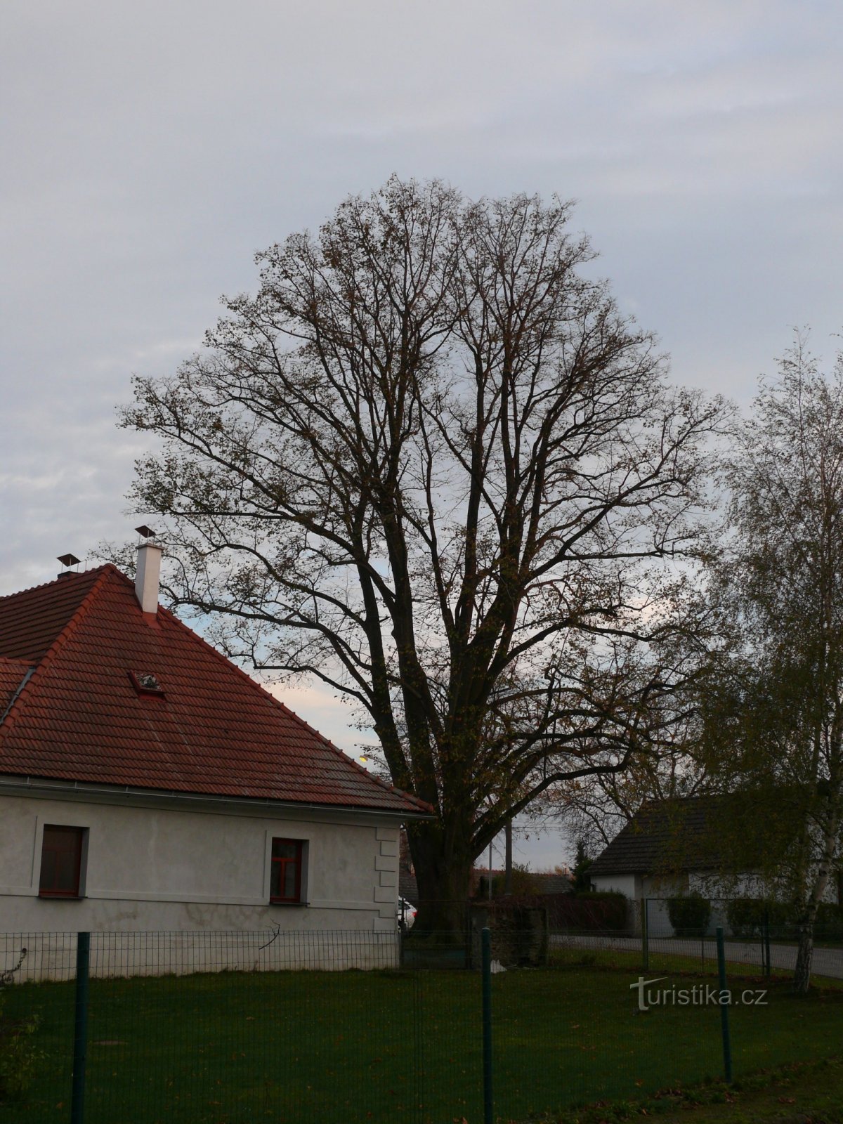 Le tilleul a une couronne régulière avec des branches saines