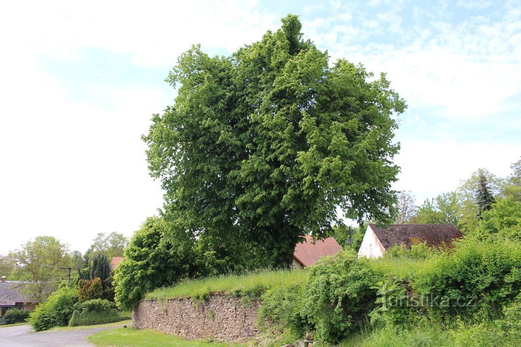 Linden tree in the former cemetery