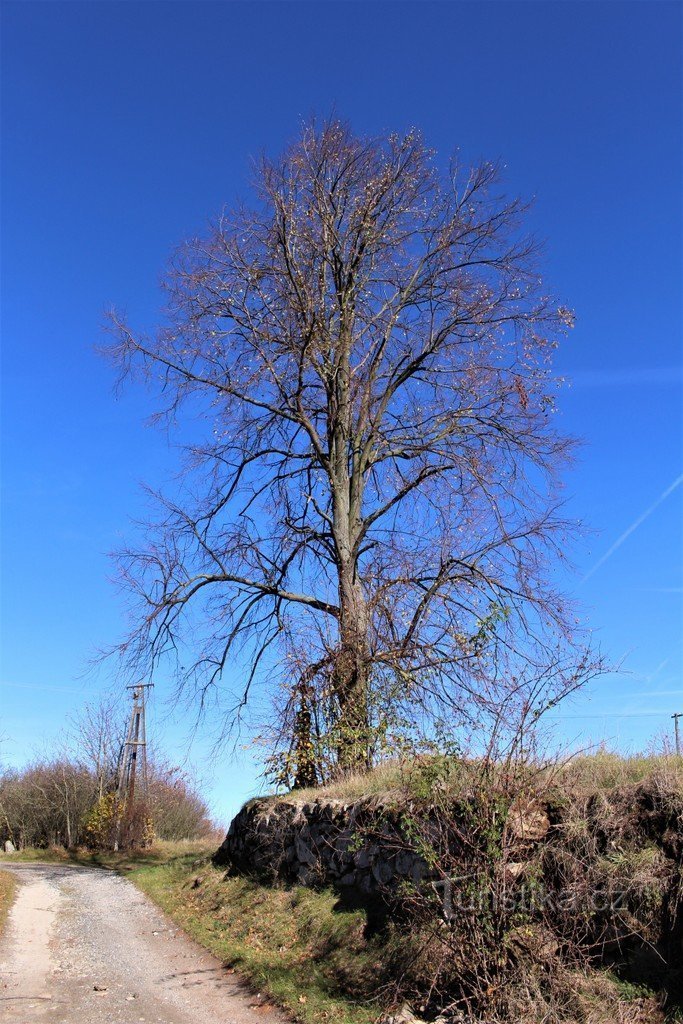 Linde auf dem Hügel von Štěpán