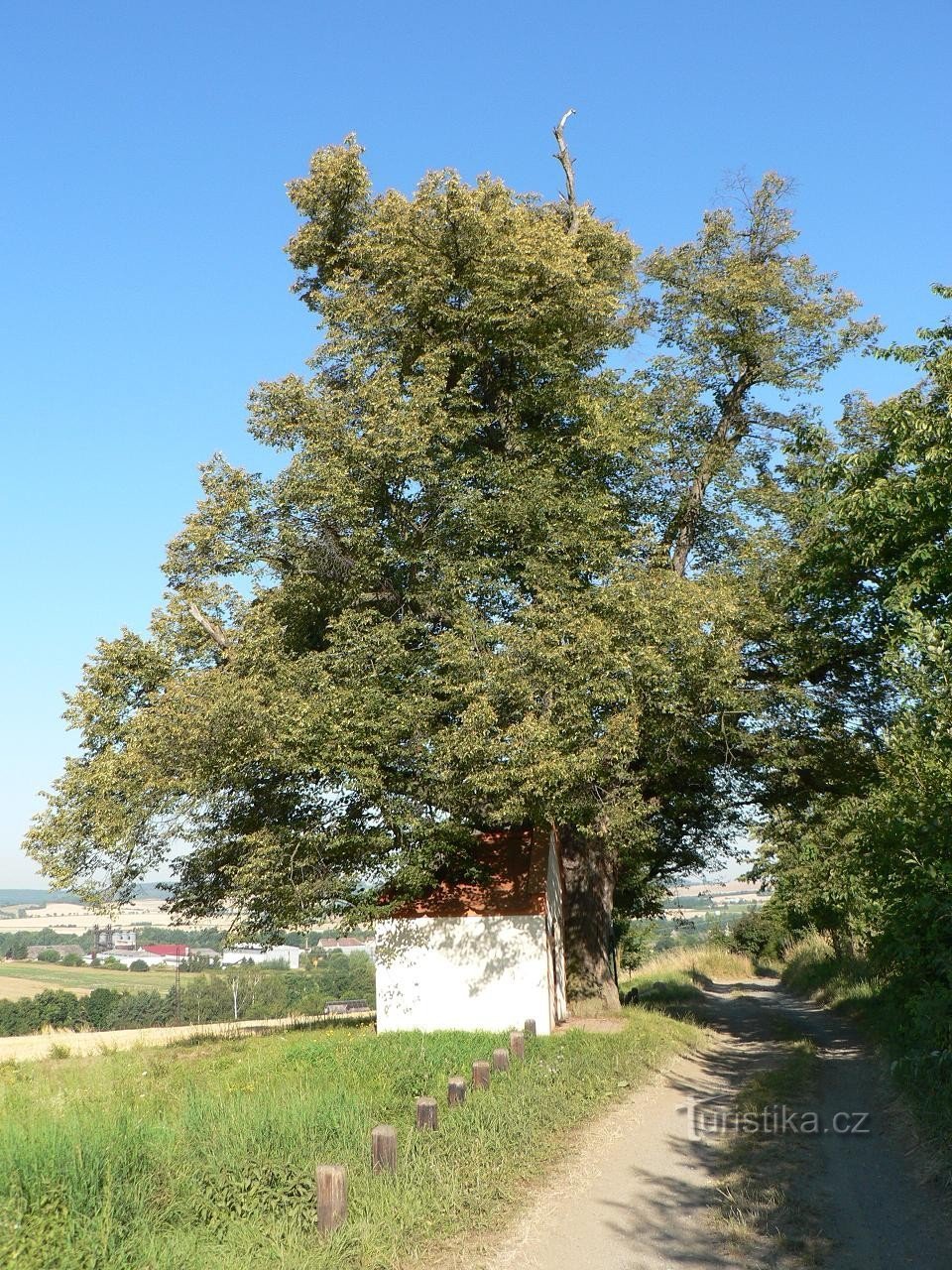 Ticholovce 斜坡上的菩提树
