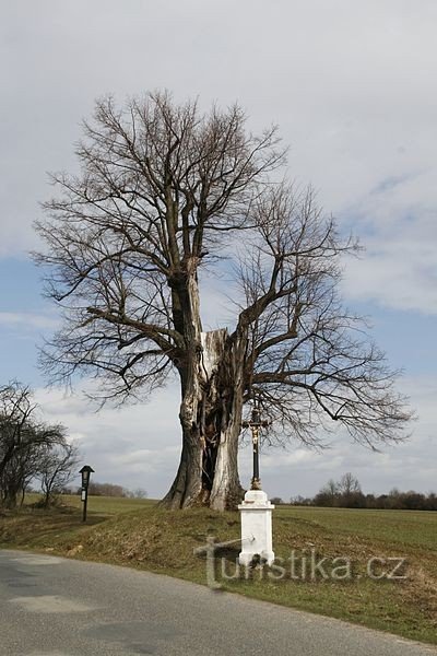 Lipa su Taušovna