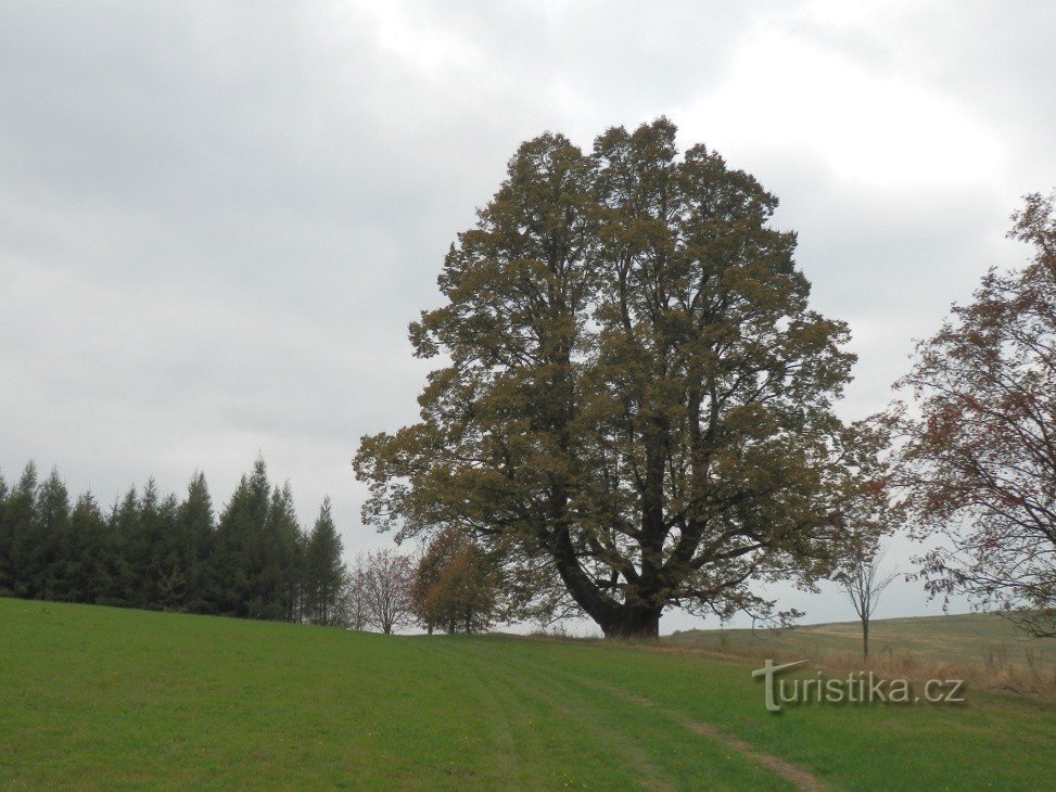 Linden from the southeast