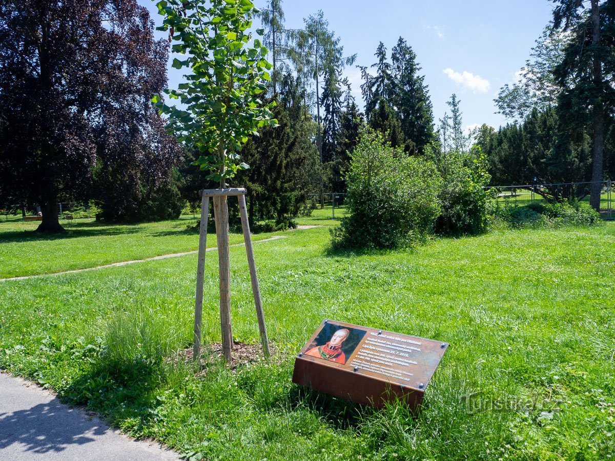 Linden tree with commemorative plaque