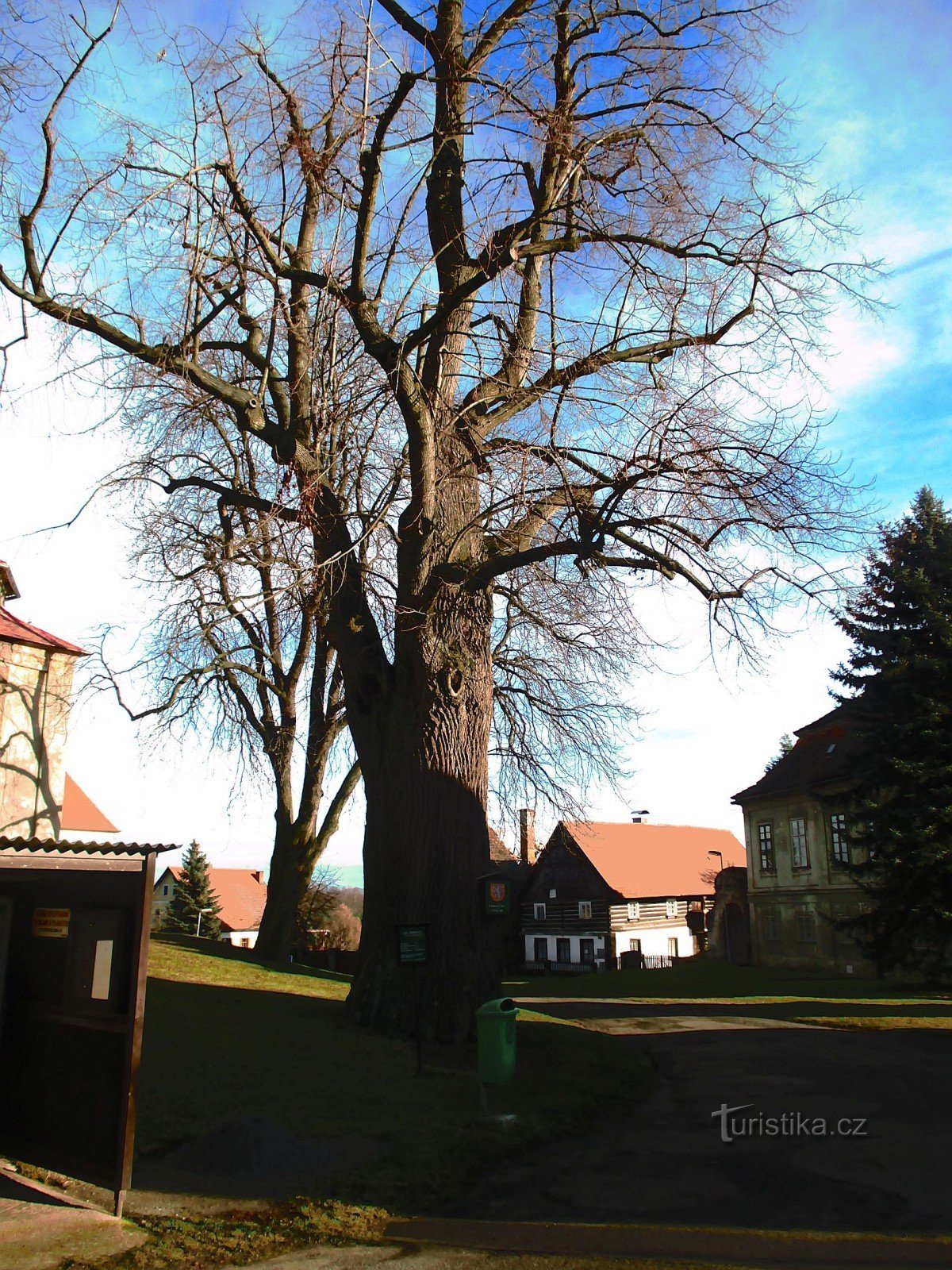 Tilleul à larges feuilles (Pavlovice)