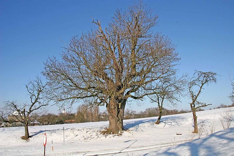 kleinblättrige Linde