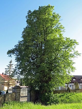 småbladig lime