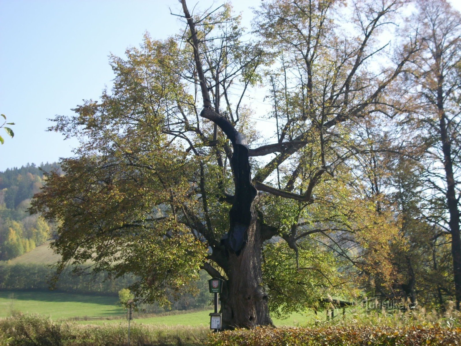 kleinblättrige Linde