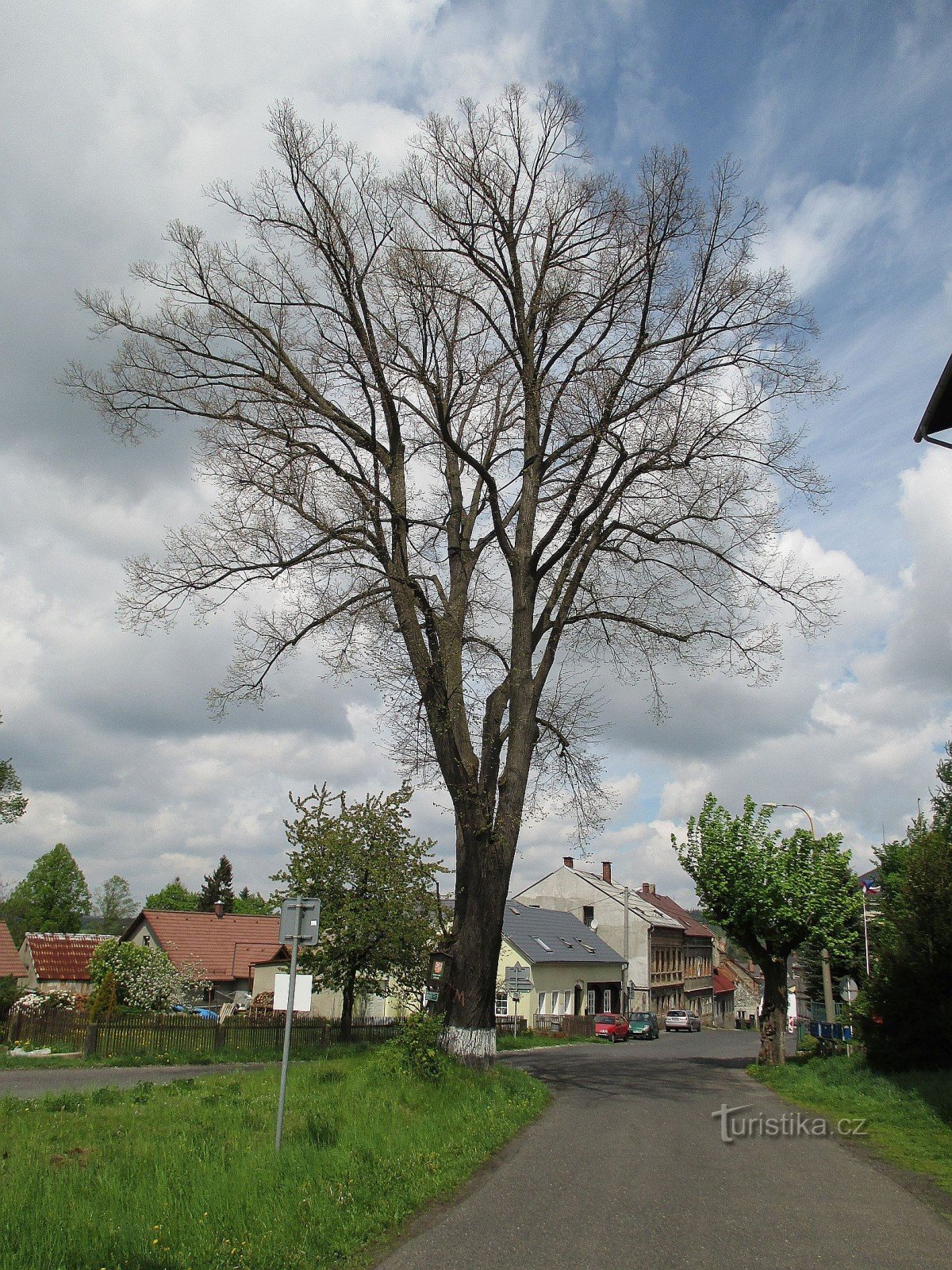 small-leaved lime