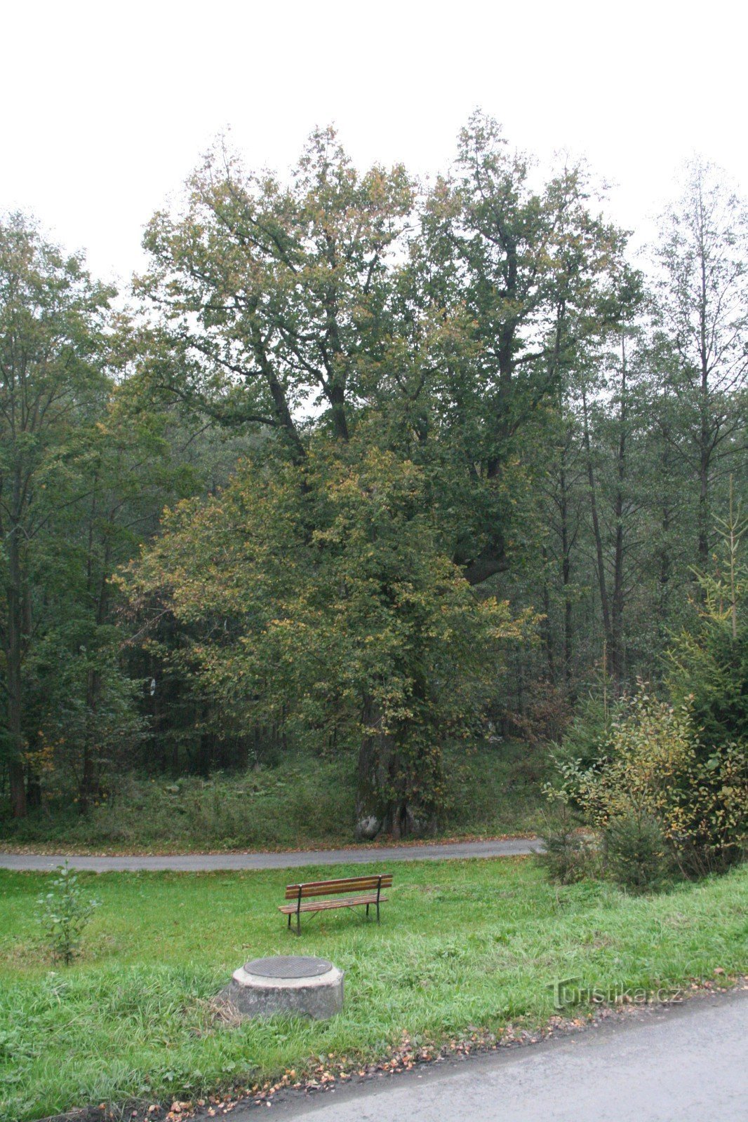 Lindeboom bij de voormalige zagerij