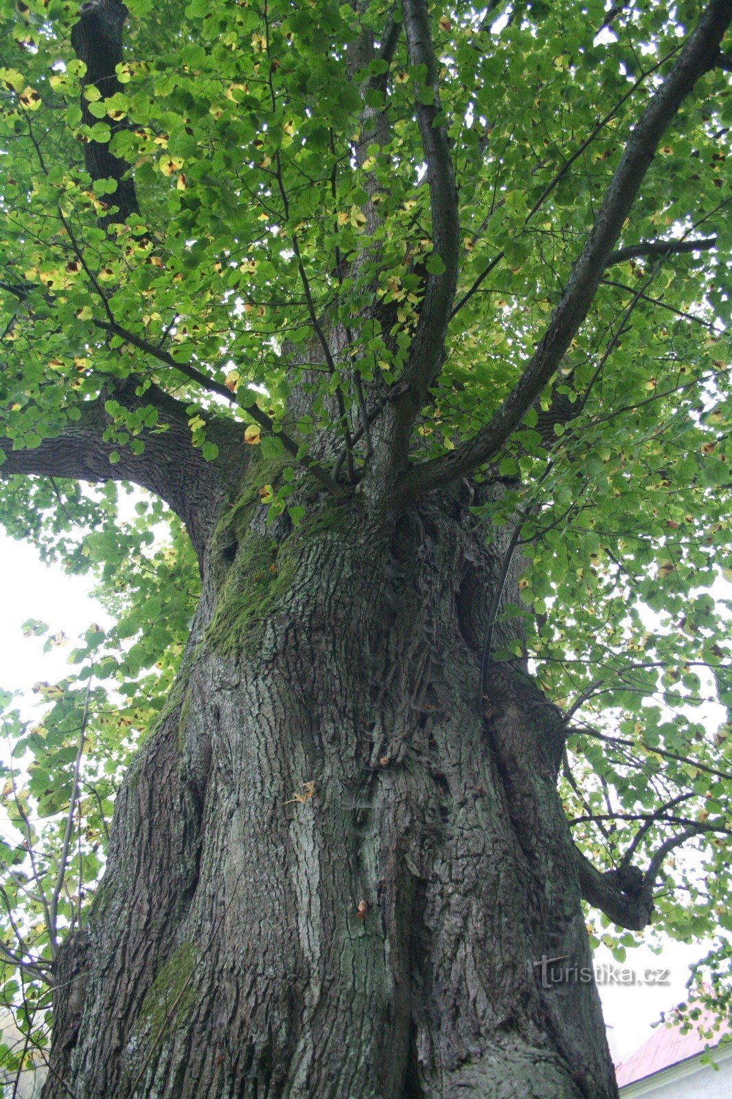 Lindeboom bij de voormalige zagerij