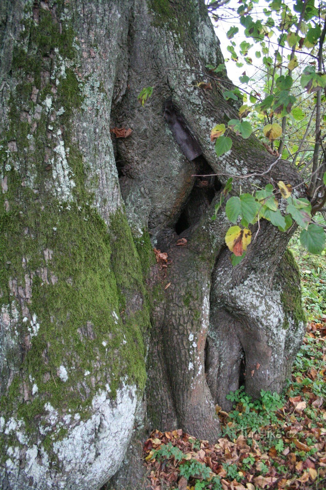 Linden tree at the former sawmill