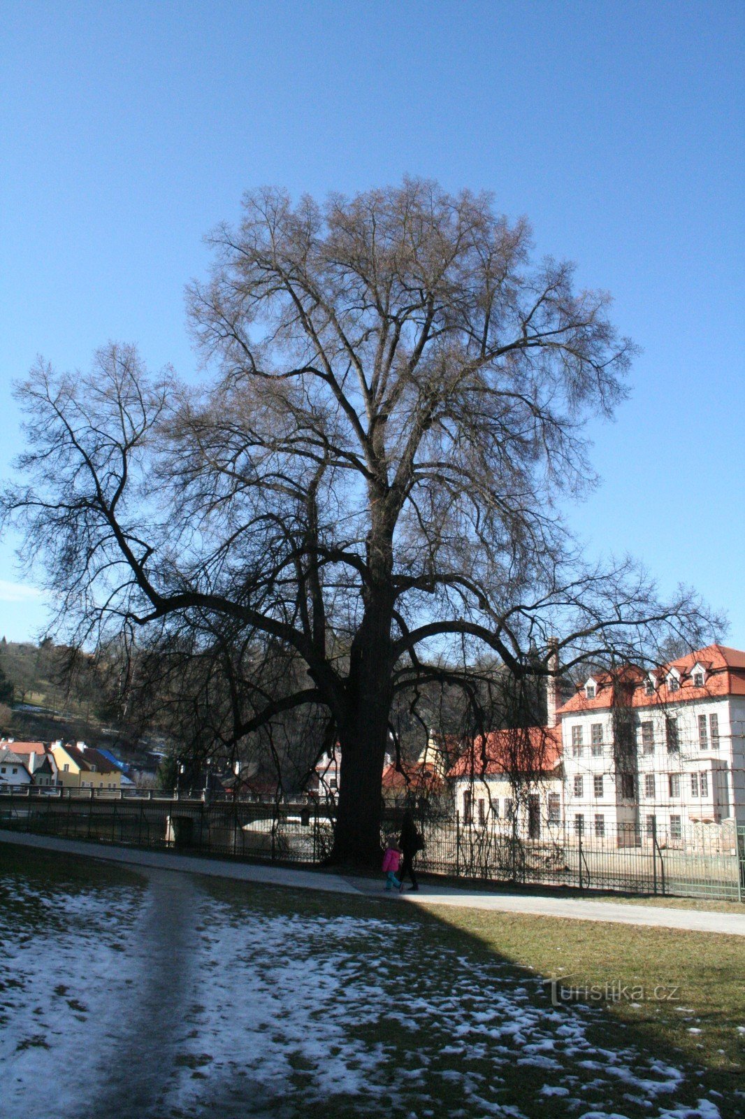 Cây Linden tại đập nước ở Český Krumlov