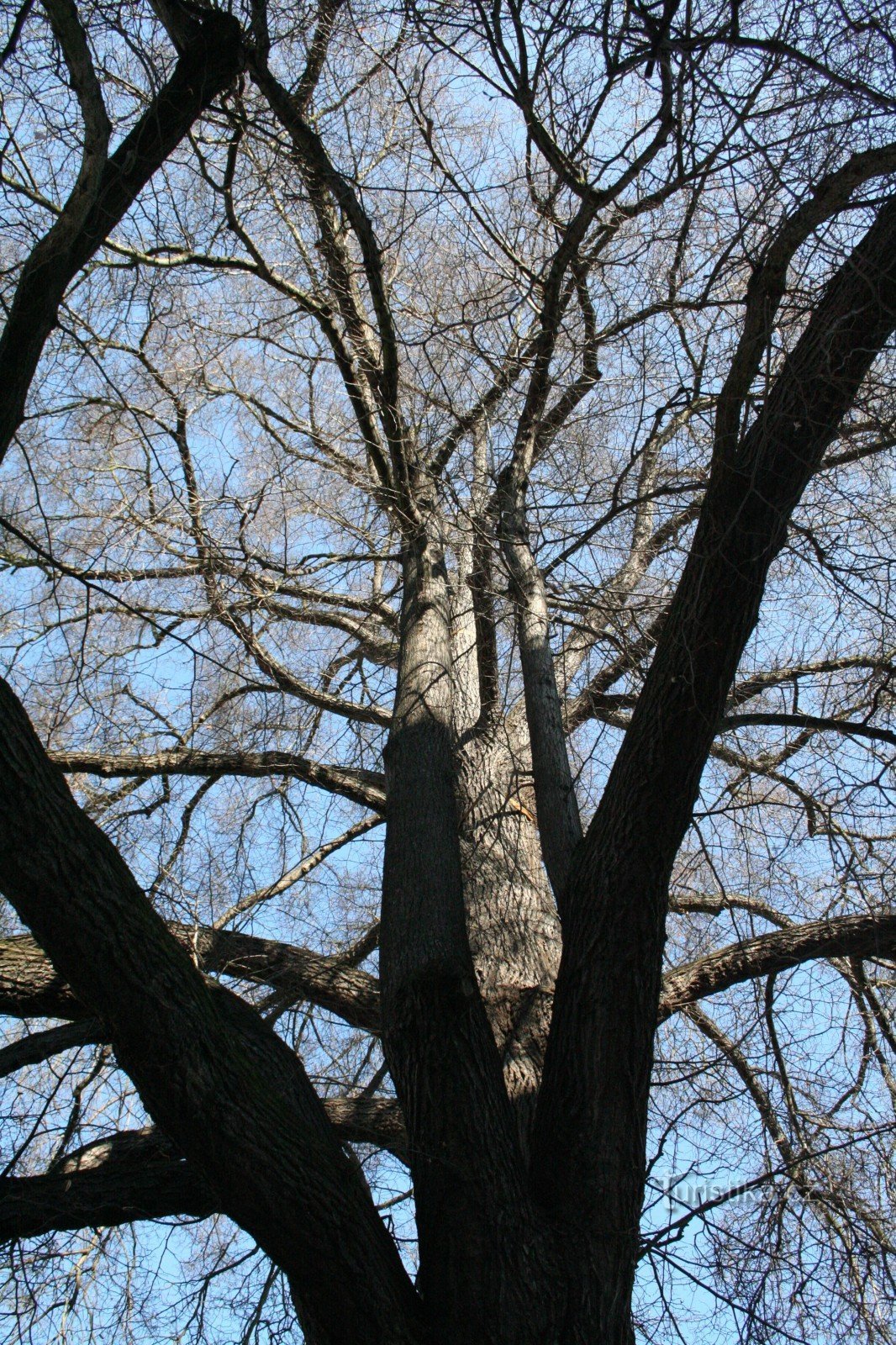 Linden tree at the weir in Český Krumlov