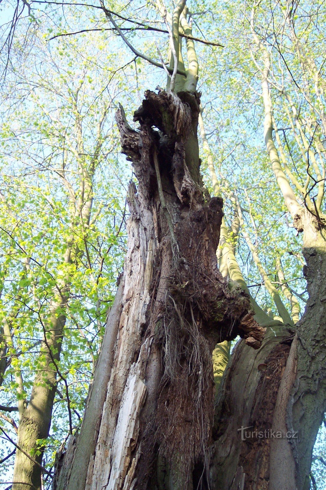 Lime tree by the chapel