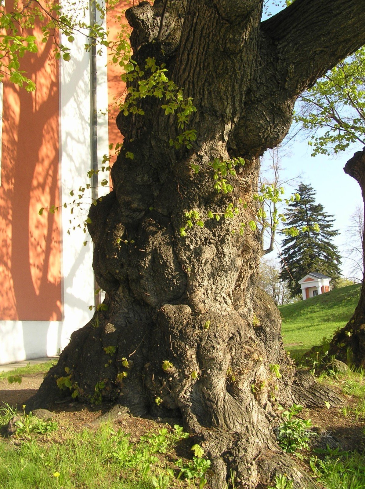 Hársfa a cvilíni templom mellett - törzsrészlet (2009. április)
