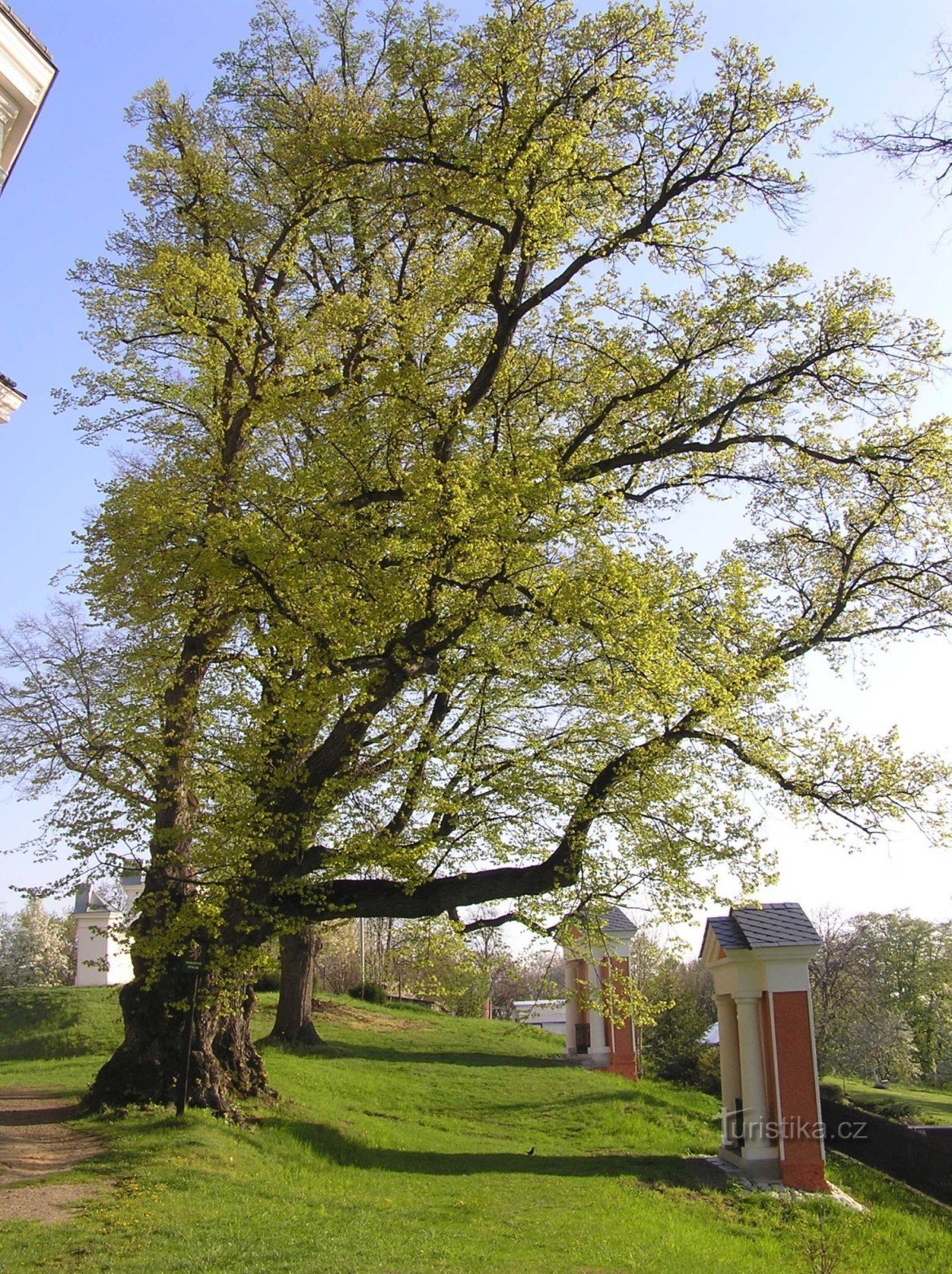 Tilleul près de l'église de Cvilín (avril 2009)